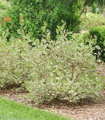 Attēlu rezultāti vaicājumam “Cornus alba”