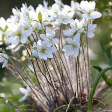 Attēlu rezultāti vaicājumam “Hepatica nobilis leaf”