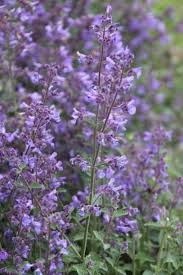 Attēlu rezultāti vaicājumam “Nepeta x faassenii”