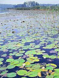 Attēlu rezultāti vaicājumam “Nymphaea alba”