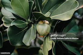 Attēlu rezultāti vaicājumam “Clusiaceae”