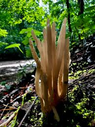 Attēlu rezultāti vaicājumam “Mucronella calva”