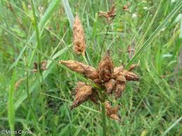 Attēlu rezultāti vaicājumam “Bolboschoenus maritimus”
