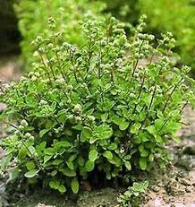 Image result for Origanum majorana