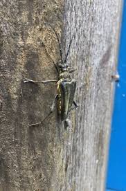 Attēlu rezultāti vaicājumam “Stenocorus meridianus”