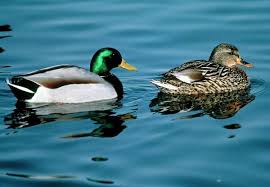 Attēlu rezultāti vaicājumam “Anas platyrhynchos female”