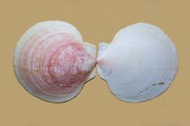 Image result for Placopecten magellanicus