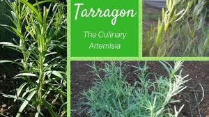 Image result for selvatici tehron