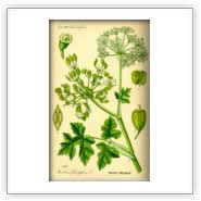 Attēlu rezultāti vaicājumam “Heracleum sphondylium subsp. sibiricum fruit”