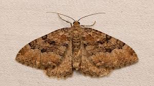 Attēlu rezultāti vaicājumam “Hydria cervinalis”