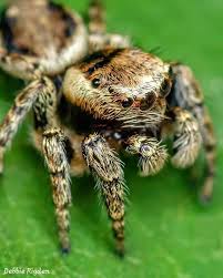 Attēlu rezultāti vaicājumam “Evarcha falcata female”