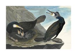 Image result for Phalacrocorax carbo