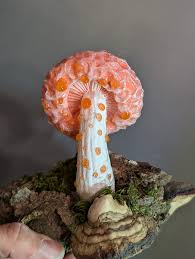 Attēlu rezultāti vaicājumam “Lamproderma pulchellum macro”