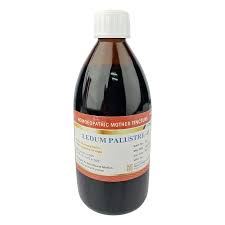 Attēlu rezultāti vaicājumam “Ledum palustre fruit”