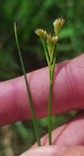 Attēlu rezultāti vaicājumam “Rhynchospora alba leaf”