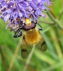 Attēlu rezultāti vaicājumam “Arctophila superbiens”