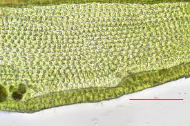 Attēlu rezultāti vaicājumam “Didymodon rigidulus”