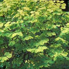 Attēlu rezultāti vaicājumam “Diachea muscorum stalked”