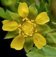 Attēlu rezultāti vaicājumam “Potentilla supina flower”