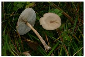 Image result for Melanoleuca rasilis var. pseudoluscina
