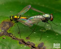 Attēlu rezultāti vaicājumam “Dolichopodidae”