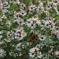 Attēlu rezultāti vaicājumam “Symphyotrichum x salignum flower”