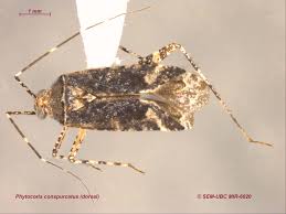 Attēlu rezultāti vaicājumam “Phytocoris tiliae”