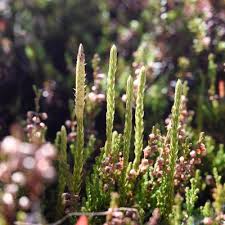 Attēlu rezultāti vaicājumam “Lycopodium annotinum”