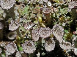 Attēlu rezultāti vaicājumam “Cladonia pyxidata”