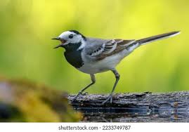 Attēlu rezultāti vaicājumam “Motacilla alba adult”