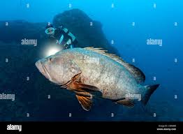 Image result for Epinephelus marginatus