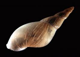 Attēlu rezultāti vaicājumam “Lymnaeidae”