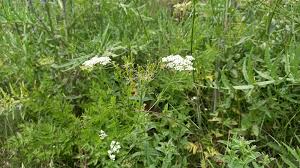 Image result for Chaerophyllum aureum