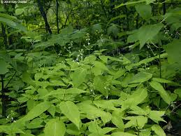 Attēlu rezultāti vaicājumam “Circaea lutetiana leaf”
