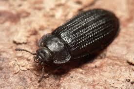 Attēlu rezultāti vaicājumam “Grynocharis oblonga”