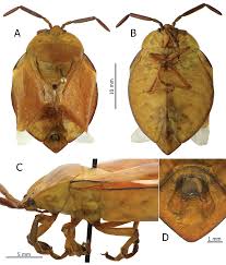 Attēlu rezultāti vaicājumam “Collaria rubens”