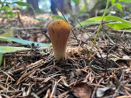 Attēlu rezultāti vaicājumam “Clavariadelphus pistillaris”