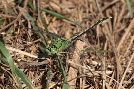 Attēlu rezultāti vaicājumam “Ophiogomphus cecilia”