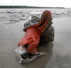 Image result for Triplofusus giganteus