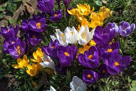 Attēlu rezultāti vaicājumam “Crocus”