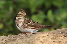 Image result for Emberiza rustica