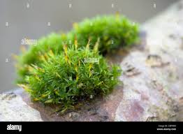 Attēlu rezultāti vaicājumam “Ulota crispa sporophyte”