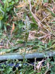 Attēlu rezultāti vaicājumam “Anthoxanthum odoratum flower”