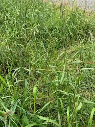 Attēlu rezultāti vaicājumam “Elytrigia repens subsp. arenosa”