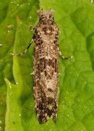 Attēlu rezultāti vaicājumam “Morophaga choragella”