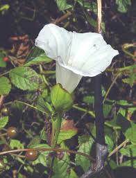 Attēlu rezultāti vaicājumam “Calystegia inflata flower”