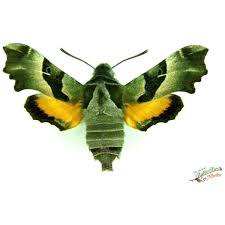 Attēlu rezultāti vaicājumam “Ectropis crepuscularia”