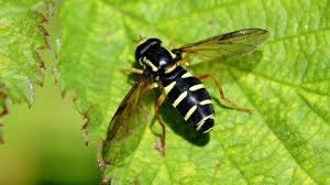 Attēlu rezultāti vaicājumam “Xanthogramma sp.”