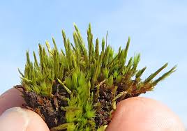 Attēlu rezultāti vaicājumam “Serpoleskea subtilis sporophyte”