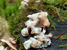 Attēlu rezultāti vaicājumam “Skeletocutis amorpha”